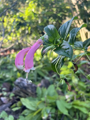 Centropogon cornutus (Centropogon cornutus)
