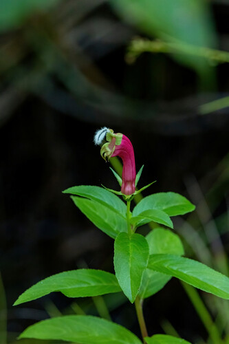 Centropogon cornutus (Centropogon cornutus)