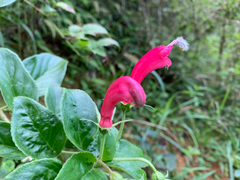 Centropogon cornutus (Centropogon cornutus)