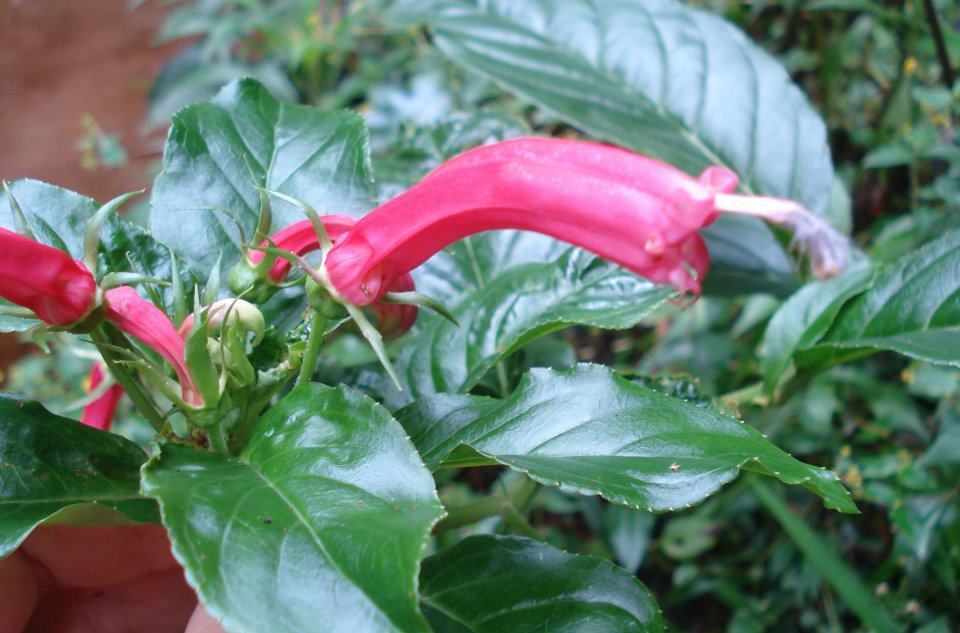 Centropogon cornutus (Centropogon cornutus)