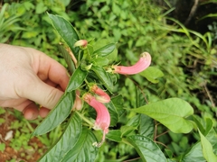 Centropogon cornutus (Centropogon cornutus)