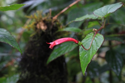 Centropogon costaricae (Centropogon costaricae)