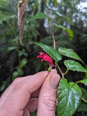 Centropogon costaricae (Centropogon costaricae)