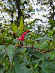 Centropogon costaricae (Centropogon costaricae)