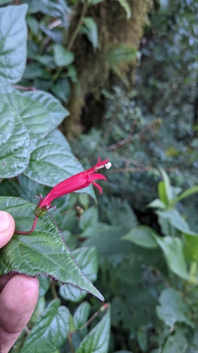 Centropogon costaricae (Centropogon costaricae)