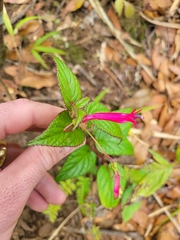 Centropogon costaricae (Centropogon costaricae)