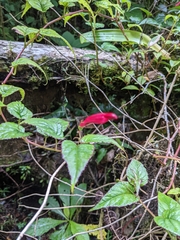 Centropogon costaricae (Centropogon costaricae)