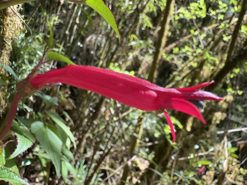 Centropogon costaricae (Centropogon costaricae)