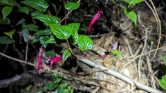 Centropogon costaricae (Centropogon costaricae)