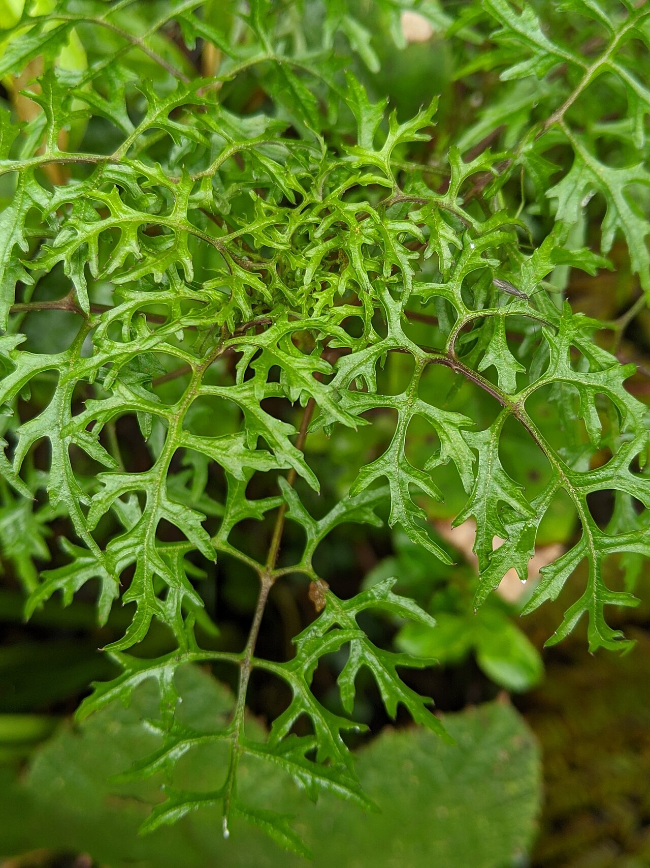 Centropogon dissectus: Centropogon dissectus