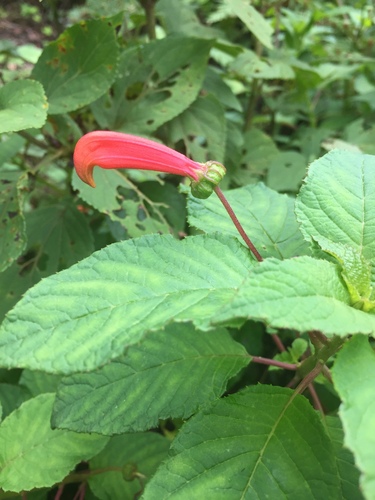 Centropogon grandidentatus (Centropogon grandidentatus)