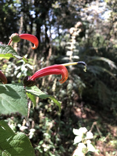 Centropogon grandidentatus (Centropogon grandidentatus)