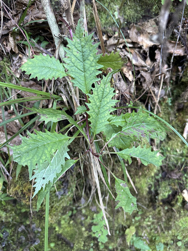Centropogon grandidentatus (Centropogon grandidentatus)