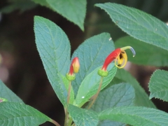 Centropogon grandidentatus (Centropogon grandidentatus)