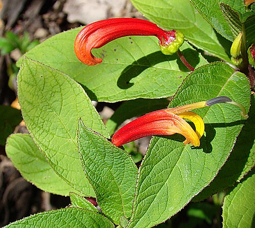 Centropogon grandidentatus: Native to southern Mexico and Guatemala. UC Berkeley Botanical Gardens. In context at www.dixpix.ca/meso_america/Flora/camp_borage/index.html