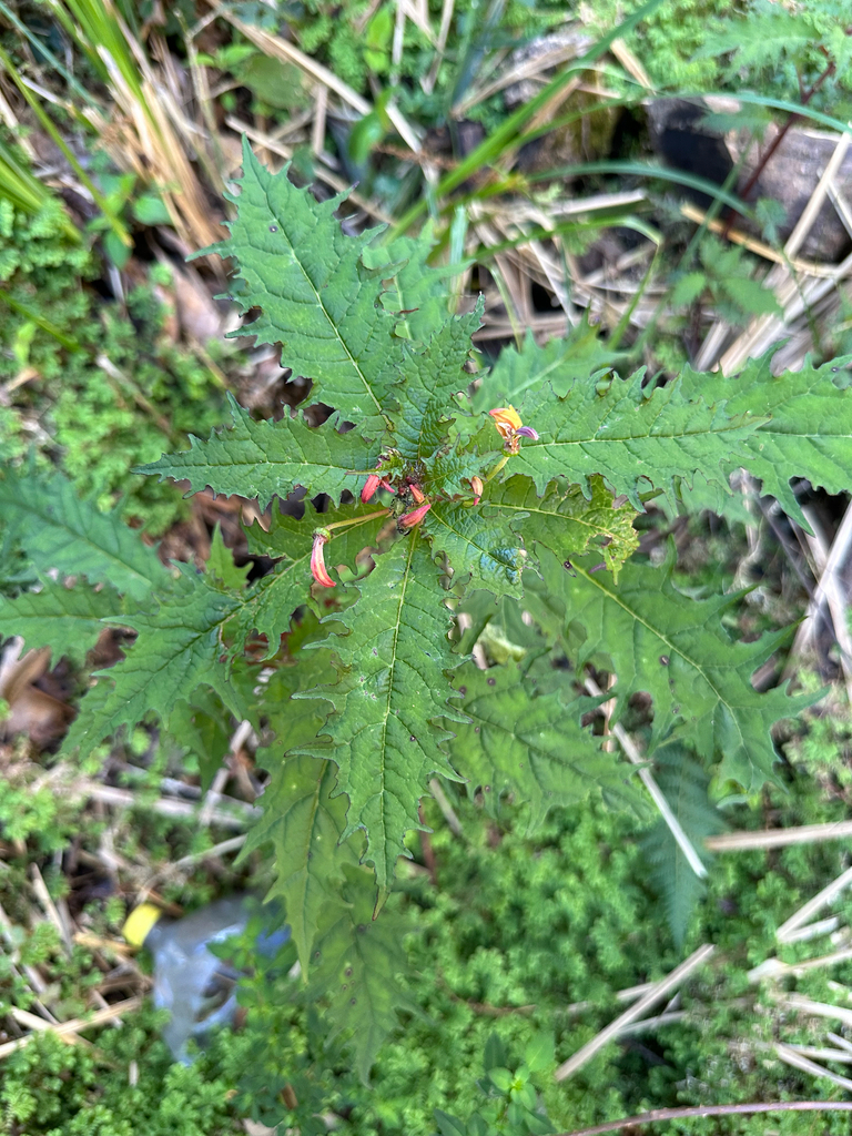 Centropogon grandidentatus (Centropogon grandidentatus)