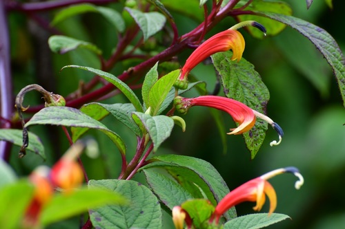 Centropogon grandidentatus (Centropogon grandidentatus)