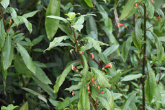 Centropogon grandidentatus (Centropogon grandidentatus)