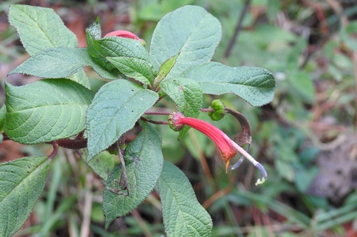 Centropogon grandidentatus (Centropogon grandidentatus)