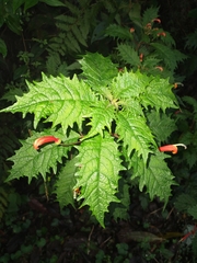 Centropogon grandidentatus (Centropogon grandidentatus)