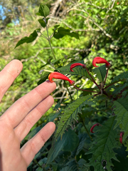 Centropogon grandidentatus (Centropogon grandidentatus)