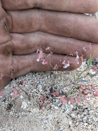 Red triangles (Centrostegia thurberi)