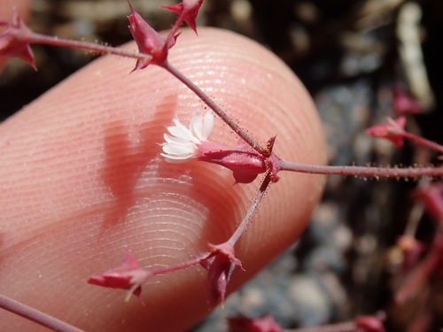 Red triangles (Centrostegia thurberi)