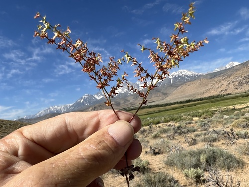 Red triangles (Centrostegia thurberi)