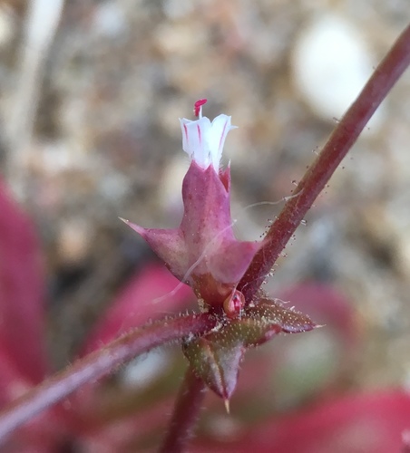 Red triangles (Centrostegia thurberi)