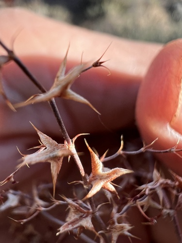 Red triangles (Centrostegia thurberi)