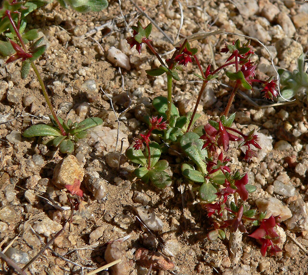 Red triangles: Centrostegia thurberi on Cima Dome near Teutonia Peak, Mojave National Preserve , California