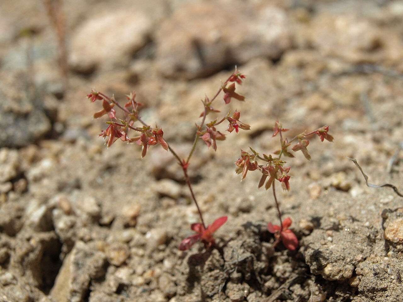 Red triangles: red triangles, Centrostegia thurberi, White Mountains, elevation 1745 m