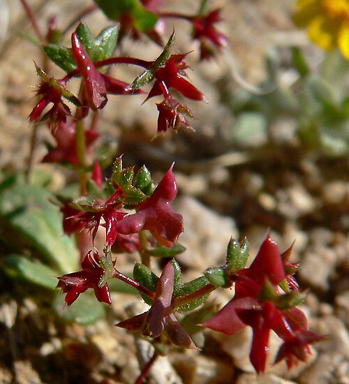 Red triangles: Centrostegia thurberi on Cima Dome near Teutonia Peak, Mojave National Preserve , California