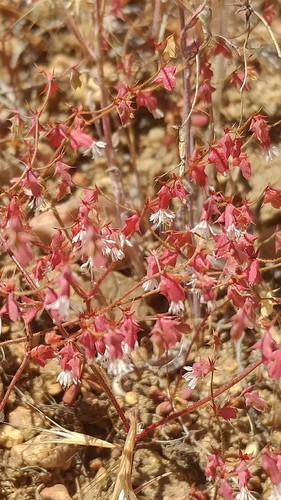 Red triangles (Centrostegia thurberi)