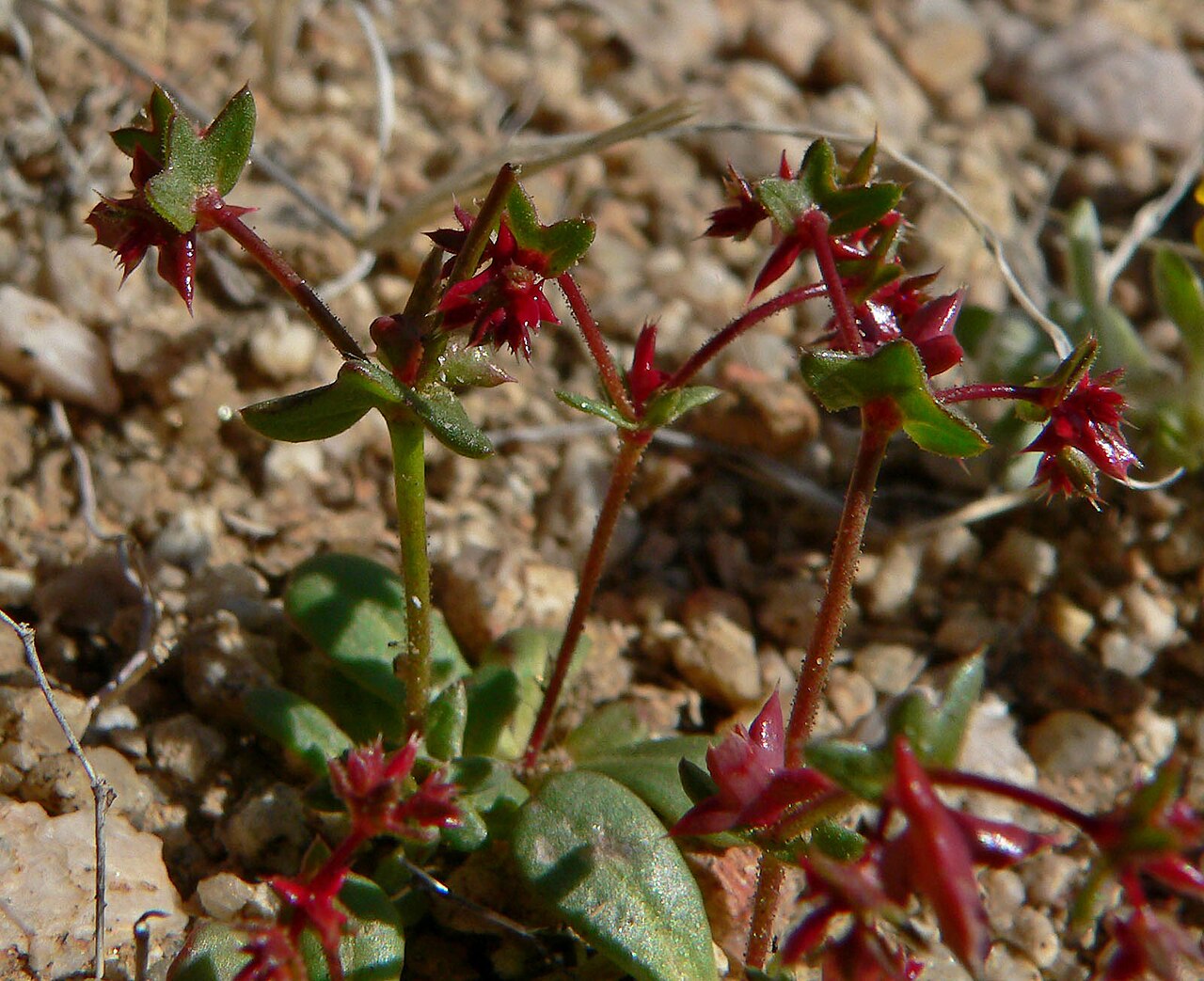 Red triangles: Centrostegia thurberi on Cima Dome near Teutonia Peak, Mojave National Preserve , California