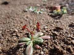 Red triangles (Centrostegia thurberi)