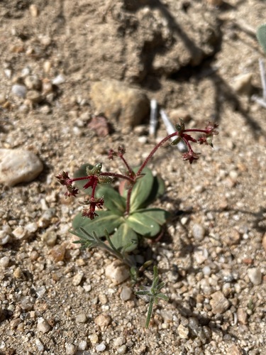 Red triangles (Centrostegia thurberi)