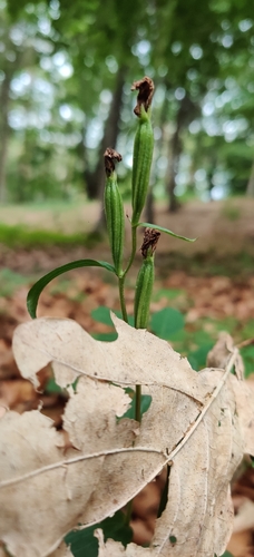 White helleborine (Cephalanthera damasonium)