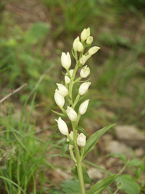 White helleborine: Cephalanthera damasonium , Hohenloher Land, Germany