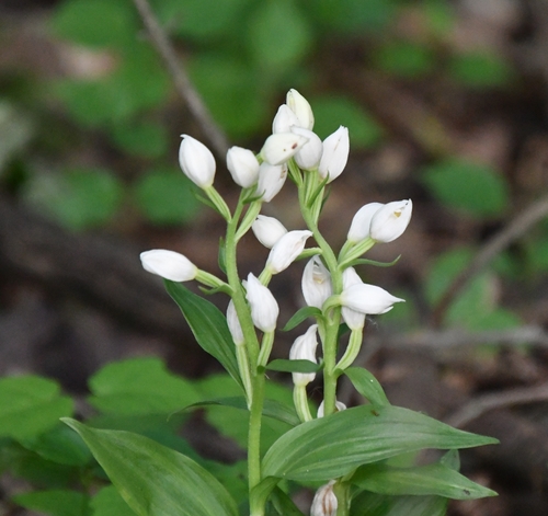 White helleborine (Cephalanthera damasonium)