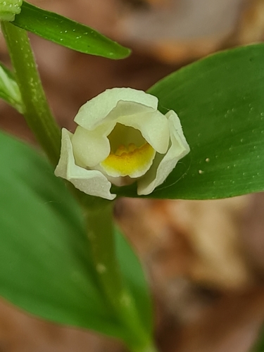 White helleborine (Cephalanthera damasonium)