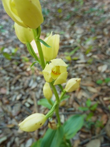 White helleborine (Cephalanthera damasonium)