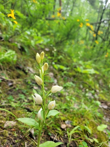 White helleborine (Cephalanthera damasonium)