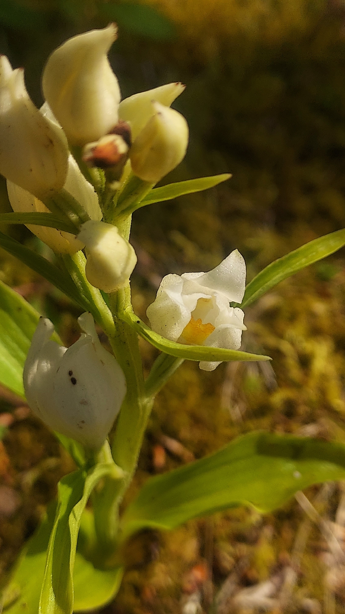 White helleborine: Cephalanthera damasonium — Field observation from Falmer Village, Brighton BN1 9PG, UK, United Kingdom of Great Britain and Northern Ireland. Collected by Jess