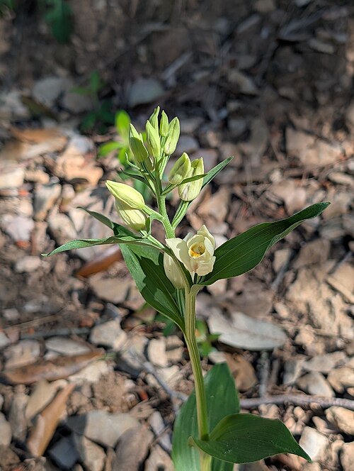 White helleborine: Cephalanthera damasonium — Field observation from 83210 Belgentier, France, France. Collected by Denis Bastianelli (2026-04-25). Recorded in GBIF occurrence 623