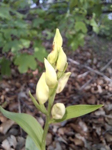 White helleborine (Cephalanthera damasonium)