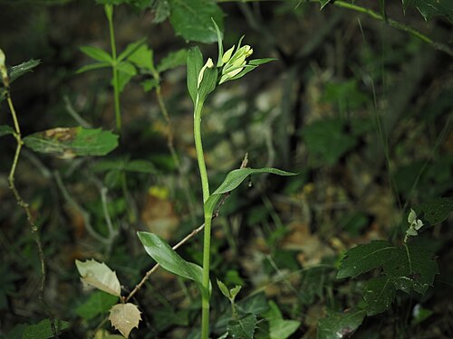 White helleborine: Cephalanthera damasonium — Field observation from Plan-d'Aups-Sainte-Baume, France, France. Collected by Louis Aureglia (2026-04-25). Recorded in GBIF occurrenc