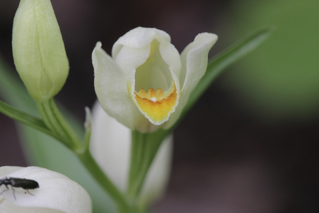 White helleborine (Cephalanthera damasonium)