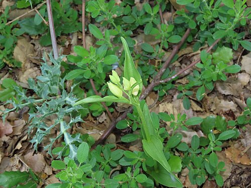 White helleborine: Cephalanthera damasonium — Field observation from Comunidad de Madrid, ES-MD-MD, ES, Spain. Collected by Juan C. Espinosa (2026-04-26). Recorded in GBIF occurre