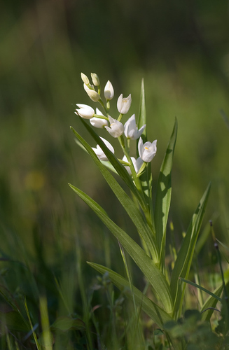 Sword-leaved helleborine (Cephalanthera longifolia)